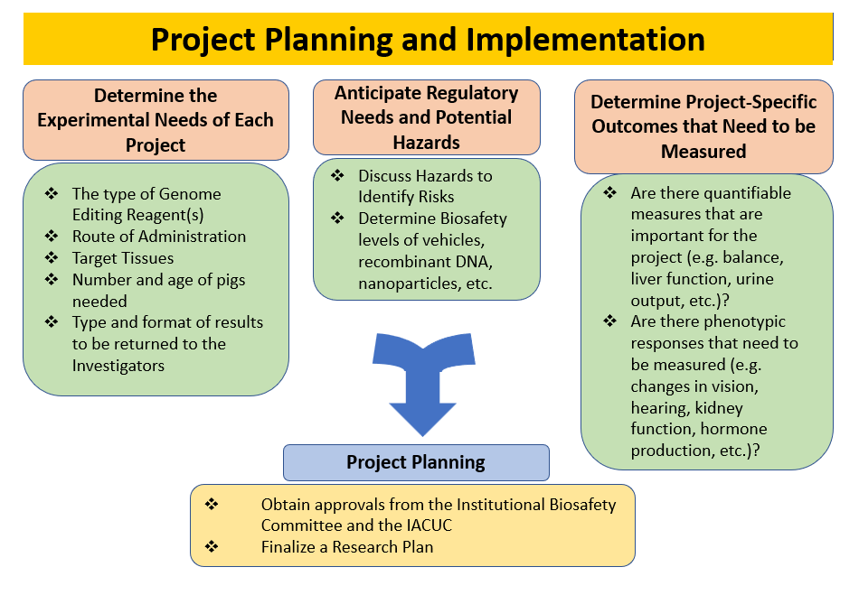 Project Planning and Implementation: 
This can be broken down into three  steps. 
1.) Determine the Experimental Needs of Each Project. This includes, the type of genome editing reagents, route of administration, target tissues, number and age of pigs needed, and type and format of results to be returned to the investigators.
2.) Anticipate Regulatory Needs and Potential Hazards, this is discussing hazards to identify risks, and determining biosafety levels of vehicles, recombinant DNA, nanoparticles, etc. 
3.) Determine Project- Specific Outcomes that Need to be Measured. We recommend asking yourself, are these quantifiable measures that are important for the project and are there phenotypic responses that need to be measured?
These steps will aid in the project planning process and help obtain approvals from the institutional biosafety committee and the IACUC and finalize research plans.